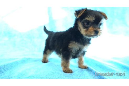 成約済の東京都のヨークシャーテリア-159038の2枚目