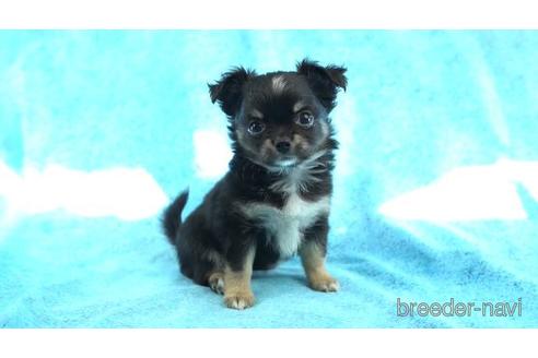 成約済の東京都のチワワ(ロングコート)-159040の1枚目