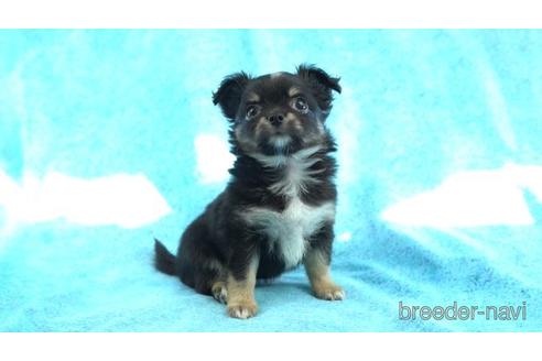 成約済の東京都のチワワ(ロングコート)-159040の2枚目