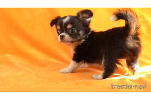 成約済の東京都のチワワ(ロングコート)-159041の1枚目