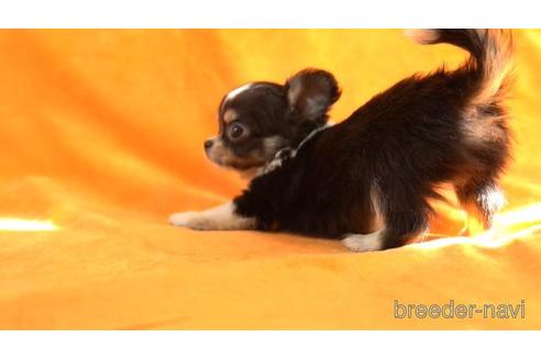 成約済の東京都のチワワ(ロングコート)-159041の2枚目