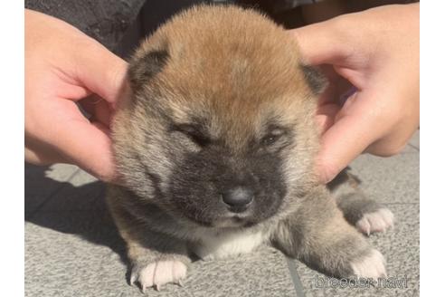 成約済の長崎県の柴犬-159049の1枚目