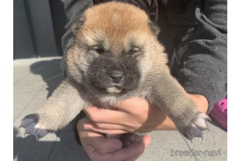 成約済の長崎県の柴犬-159049の5枚目