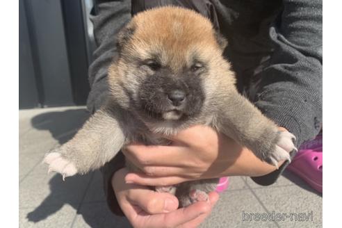 成約済の長崎県の柴犬-159049の4枚目