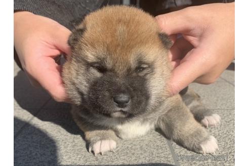 成約済の長崎県の柴犬-159049の3枚目