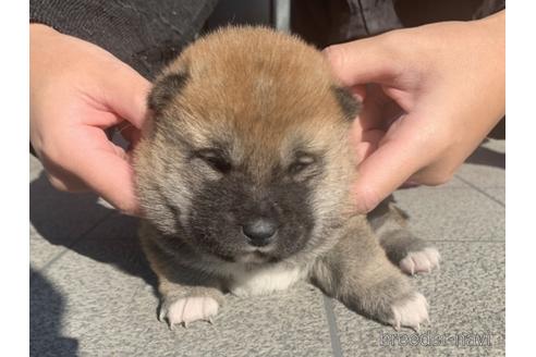 成約済の長崎県の柴犬-159049の2枚目