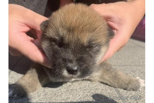 成約済の長崎県の柴犬-159051の1枚目