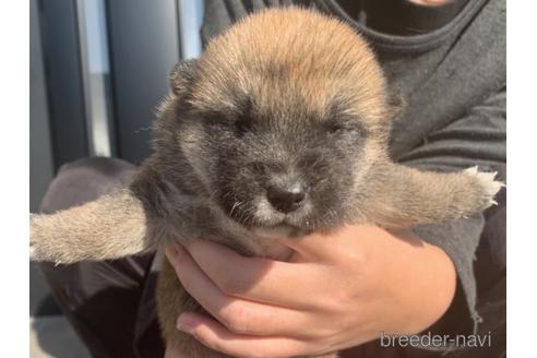 成約済の長崎県の柴犬-159051の5枚目