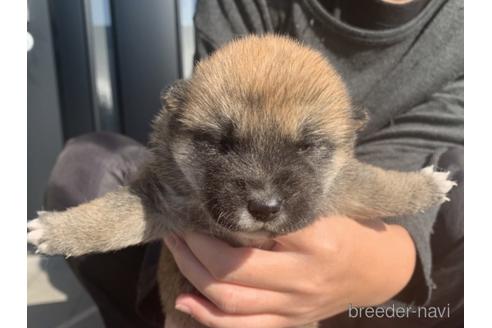 成約済の長崎県の柴犬-159051の4枚目