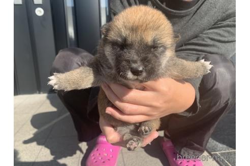 成約済の長崎県の柴犬-159051の3枚目