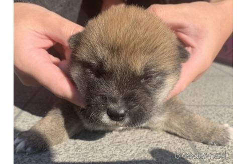成約済の長崎県の柴犬-159051の2枚目