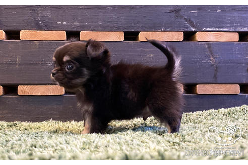 成約済の愛知県のチワワ(ロングコート)-159061の2枚目