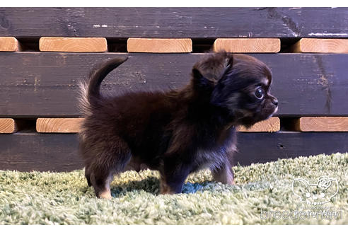 成約済の愛知県のチワワ(ロングコート)-159061の3枚目