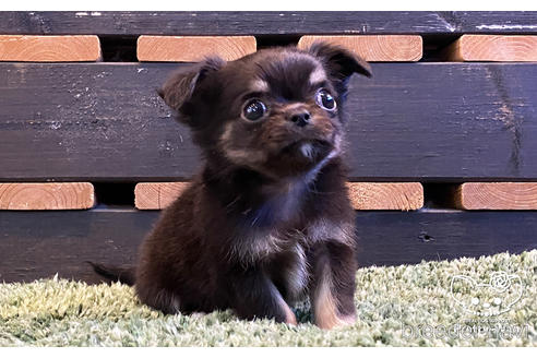 成約済の愛知県のチワワ(ロングコート)-159061の5枚目