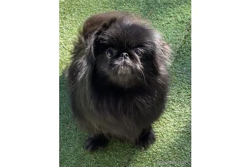 長野県のペキニーズ 女の子 18 12 29生まれ とても可愛い子ですがちょっとビビりさんです 子犬id ブリーダーナビ