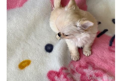 成約済の滋賀県のチワワ(ロングコート)-159070の13枚目