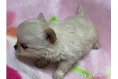 成約済の滋賀県のチワワ(ロングコート)-159070の2枚目