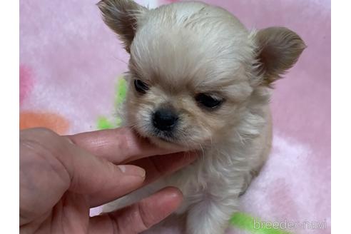成約済の滋賀県のチワワ(ロングコート)-159070の3枚目