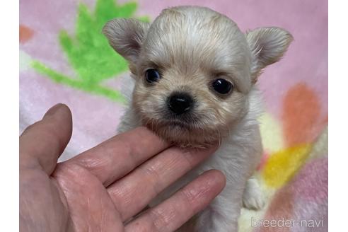 成約済の滋賀県のチワワ(ロングコート)-159070の4枚目