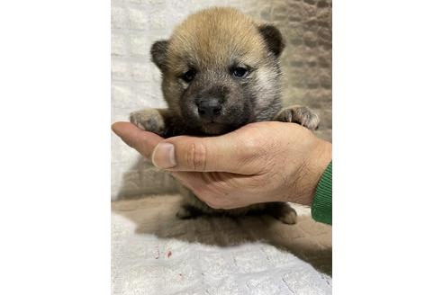 成約済の静岡県の柴犬-158303の1枚目