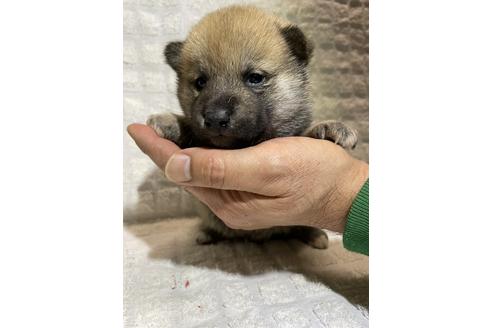 成約済の静岡県の柴犬-158303の3枚目