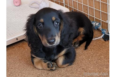 成約済の埼玉県のミニチュアダックスフンド(ロングヘアード)-159154の1枚目