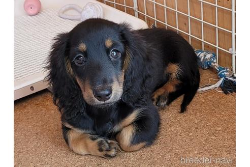 成約済の埼玉県のミニチュアダックスフンド(ロングヘアード)-159154の7枚目