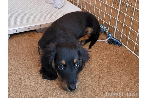 成約済の埼玉県のミニチュアダックスフンド(ロングヘアード)-159154の2枚目