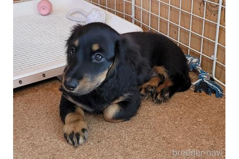 成約済の埼玉県のミニチュアダックスフンド(ロングヘアード)-159154の3枚目