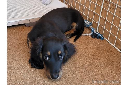 成約済の埼玉県のミニチュアダックスフンド(ロングヘアード)-159154の4枚目