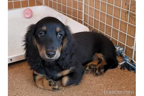 成約済の埼玉県のミニチュアダックスフンド(ロングヘアード)-159154の6枚目