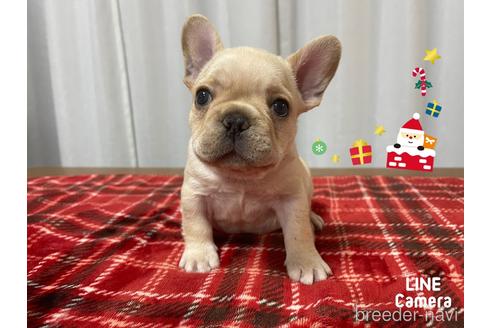 成約済の神奈川県のフレンチブルドッグ-159165の1枚目