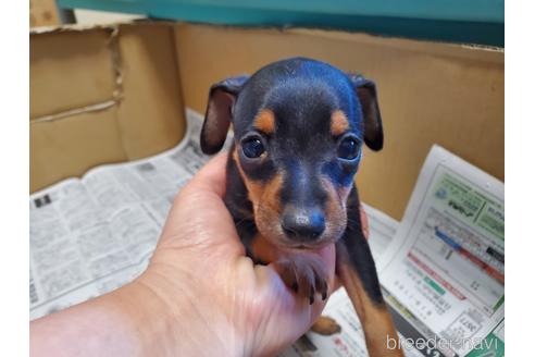 成約済の愛知県のミニチュアピンシャー(ミニピン)-157553の5枚目