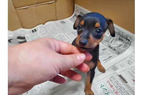 成約済の愛知県のミニチュアピンシャー(ミニピン)-157553の2枚目