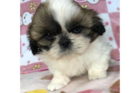 成約済の千葉県のシーズー-155150の4枚目