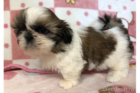 成約済の千葉県のシーズー-155150の7枚目