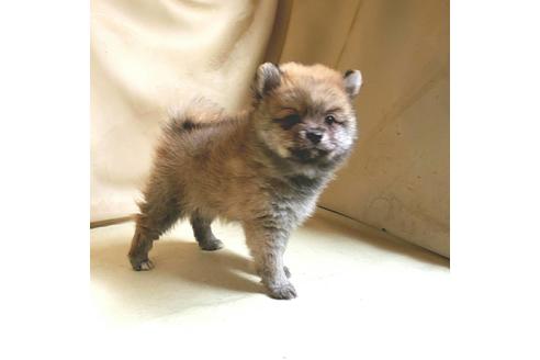 成約済の茨城県のミックス犬-154700の10枚目