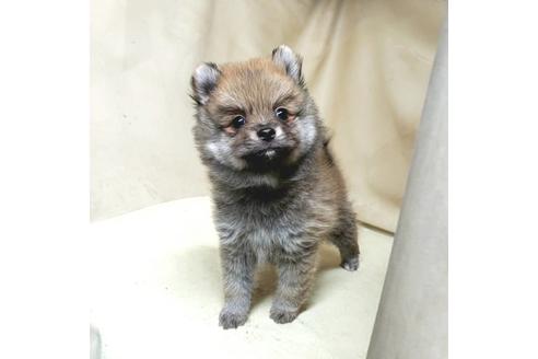 成約済の茨城県のミックス犬-154700の9枚目