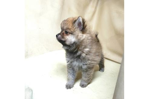 成約済の茨城県のミックス犬-154700の8枚目