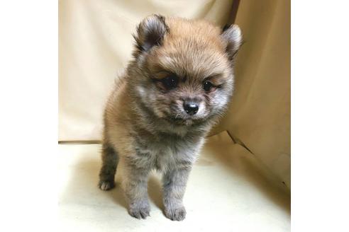 成約済の茨城県のミックス犬-154700の7枚目