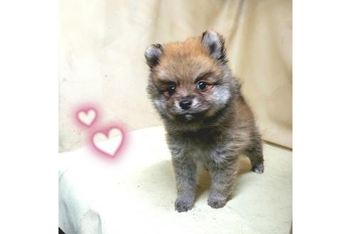 成約済の茨城県のミックス犬-154700の6枚目