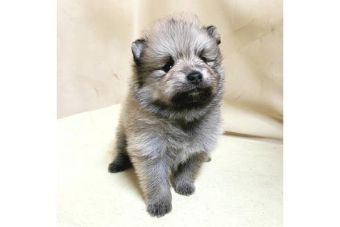 成約済の茨城県のポメラニアン-159110の5枚目