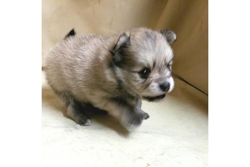 成約済の茨城県のポメラニアン-159111の5枚目