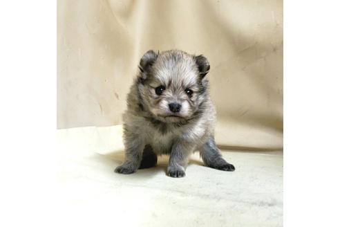 成約済の茨城県のポメラニアン-159111の1枚目