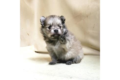 成約済の茨城県のポメラニアン-159111の2枚目