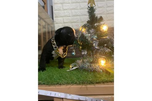 成約済の沖縄県のミックス犬-155759の13枚目