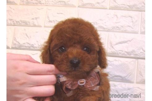 成約済の茨城県のトイプードル-159116