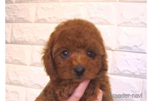 成約済の茨城県のトイプードル-159116の5枚目