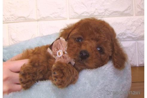 成約済の茨城県のトイプードル-159116の2枚目