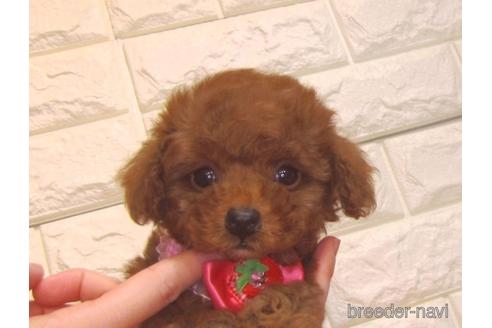 成約済の茨城県のトイプードル-159117